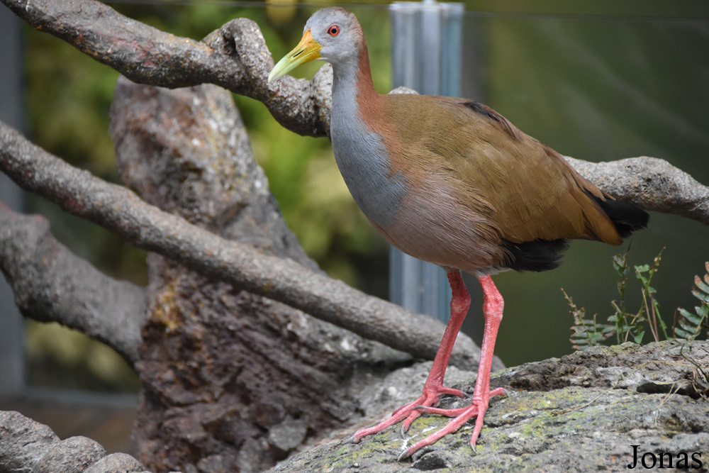 Aramides ypecaha