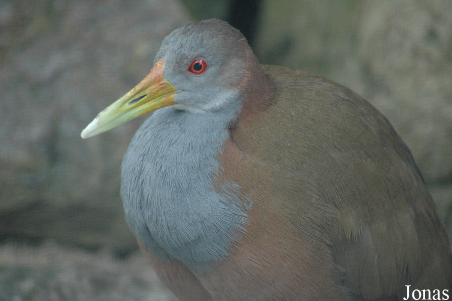 Aramides ypecaha