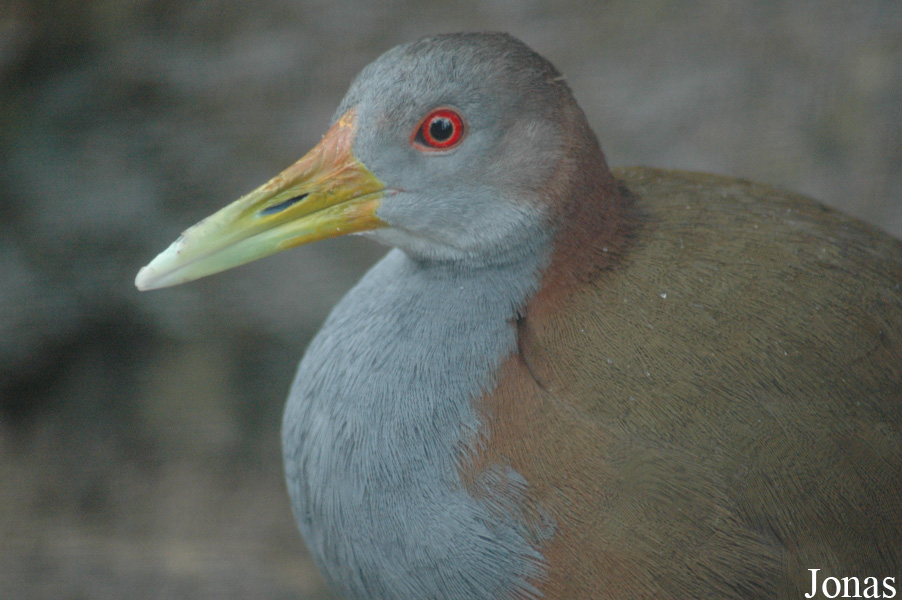 Aramides ypecaha