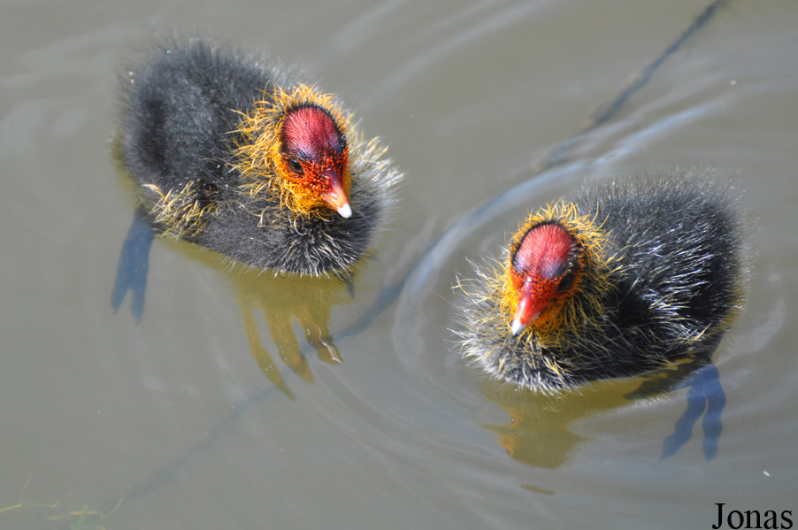 Fulica atra atra