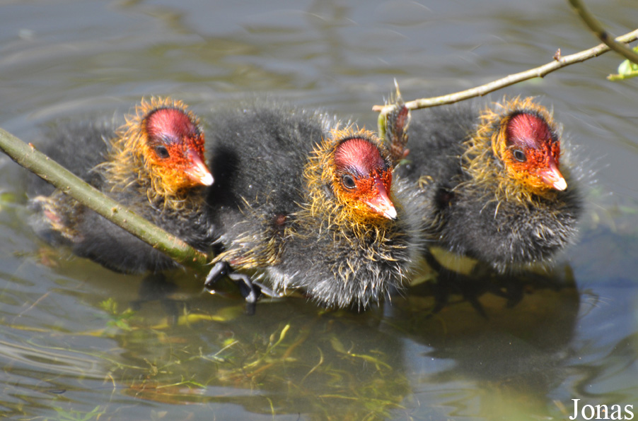 Fulica atra atra