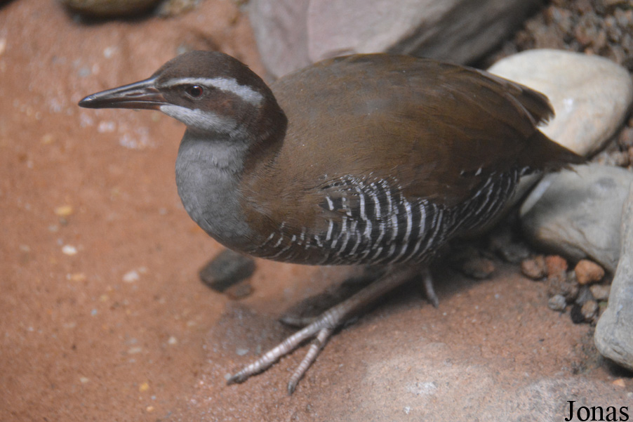 Hypotaenidia owstoni