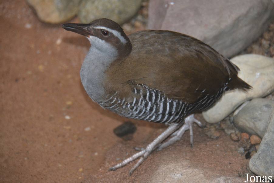 Hypotaenidia owstoni