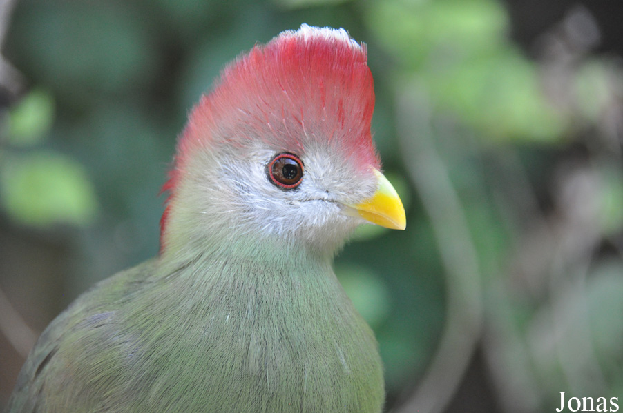 Tauraco erythrolophus