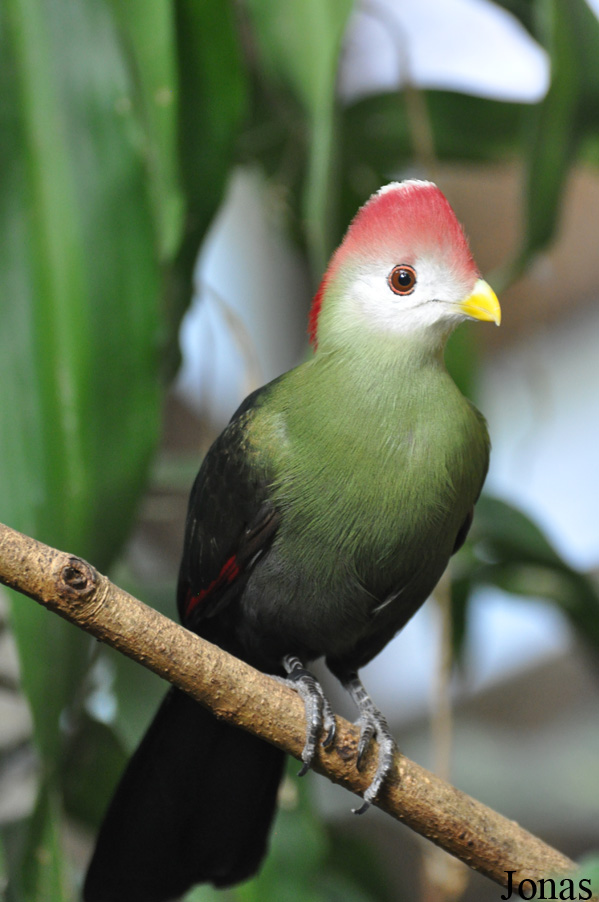 Tauraco erythrolophus