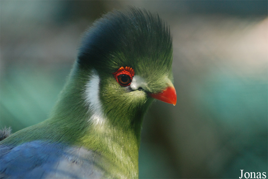 Tauraco leucotis