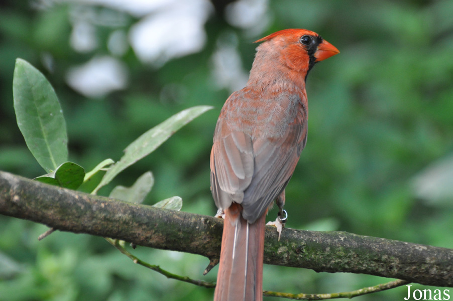Cardinalis cardinalis