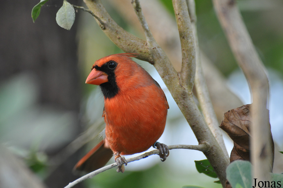 Cardinalis cardinalis