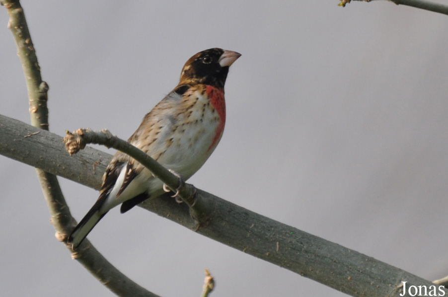 Pheucticus ludovicianus