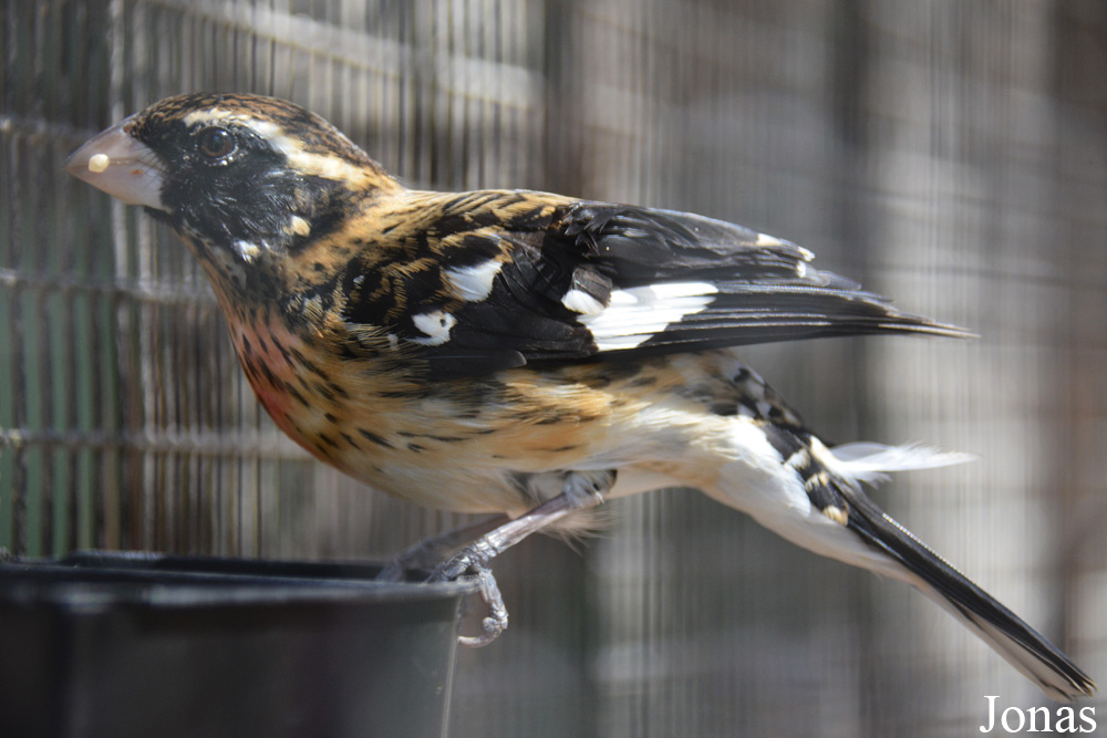 Pheucticus ludovicianus