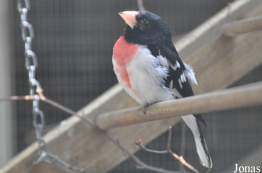Pheucticus ludovicianus