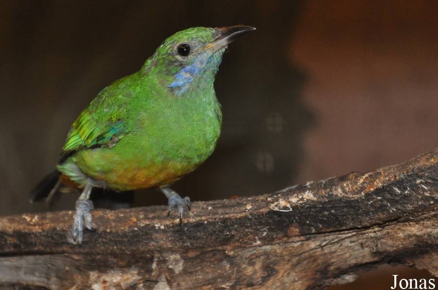 Chloropsis cochinchinensis