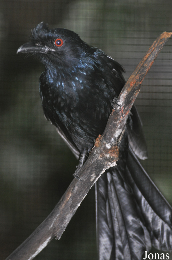 Dicrurus paradiseus