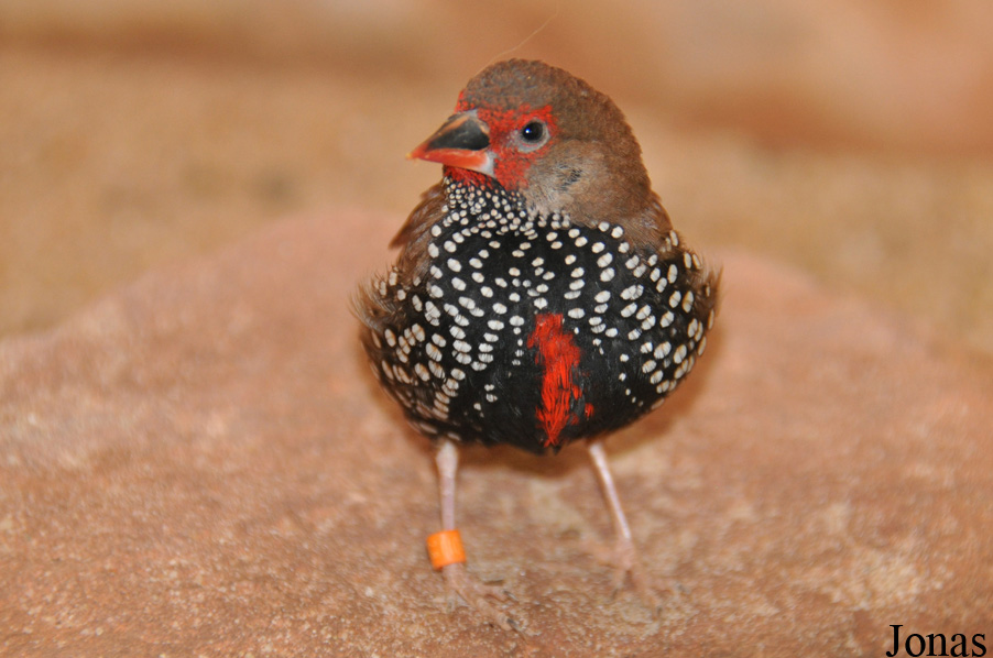 Emblema pictum