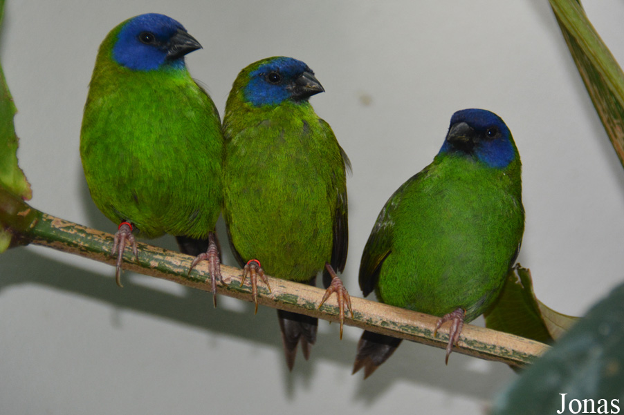 Erythrura trichroa