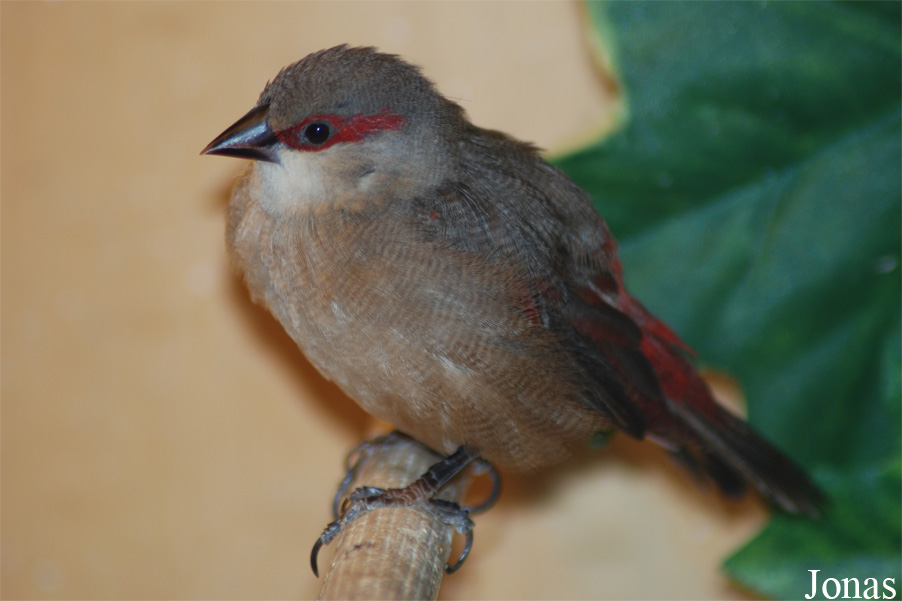 Estrilda troglodytes
