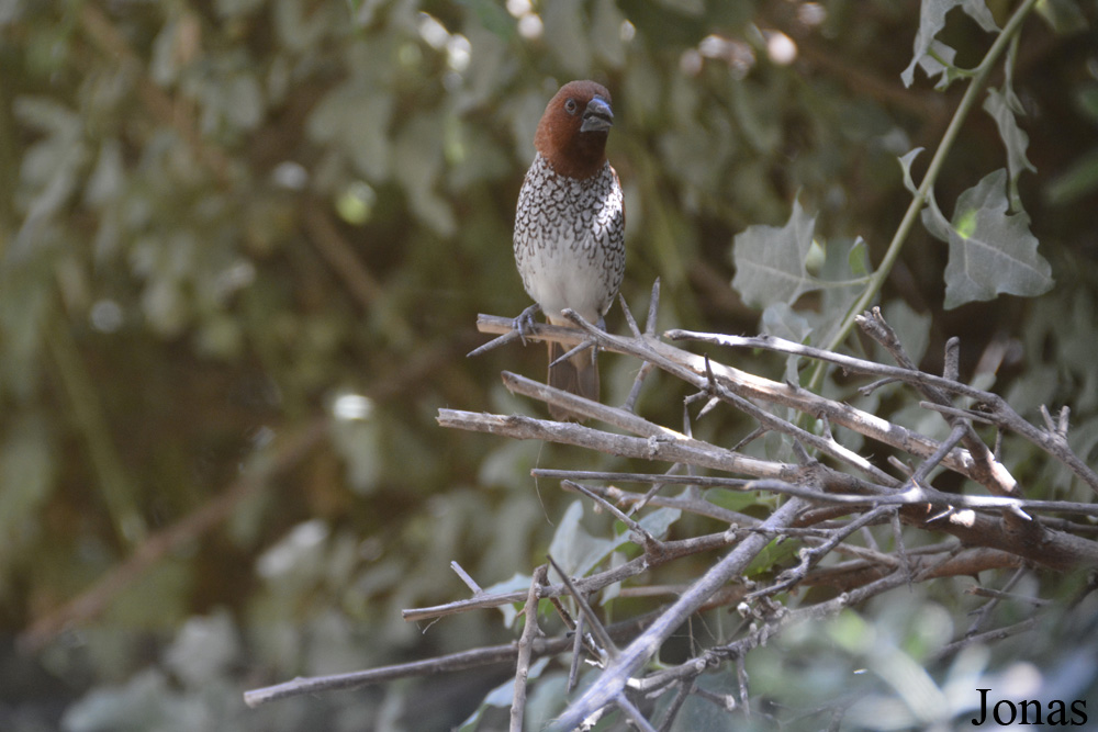 Lonchura punctulata