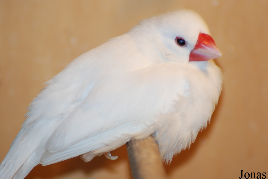 Lonchura sp.