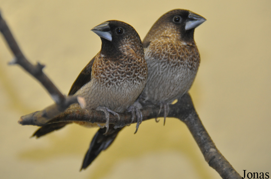 Lonchura striata