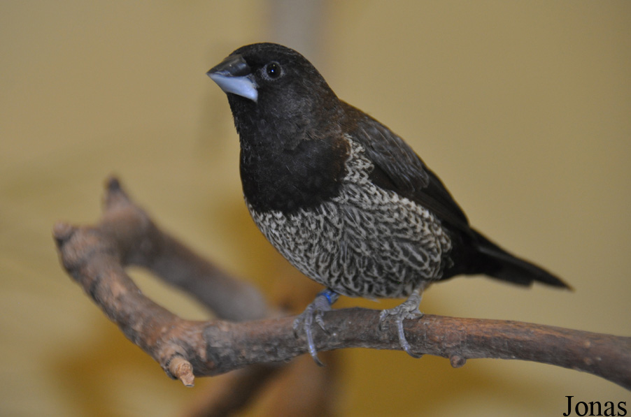 Lonchura striata
