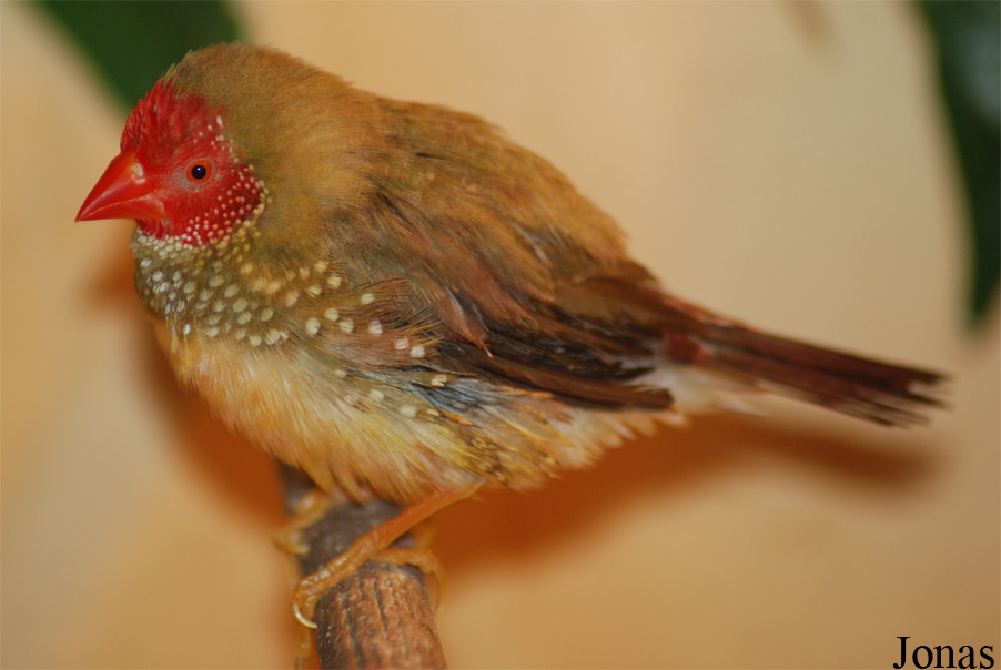 Neochmia ruficauda