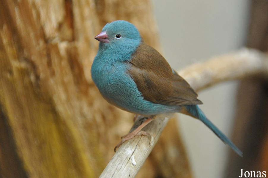 Uraeginthus cyanocephalus