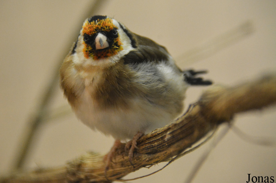Carduelis carduelis