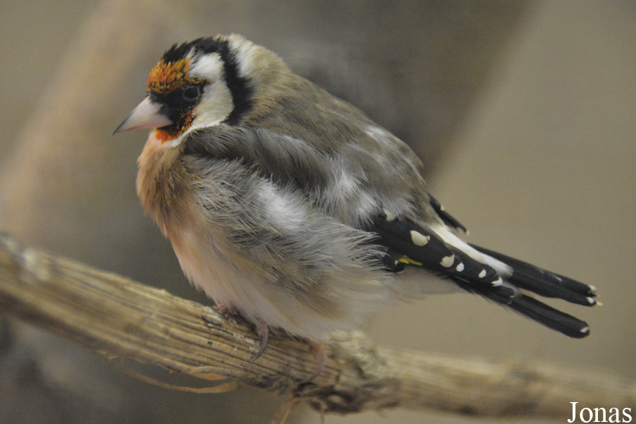 Carduelis carduelis