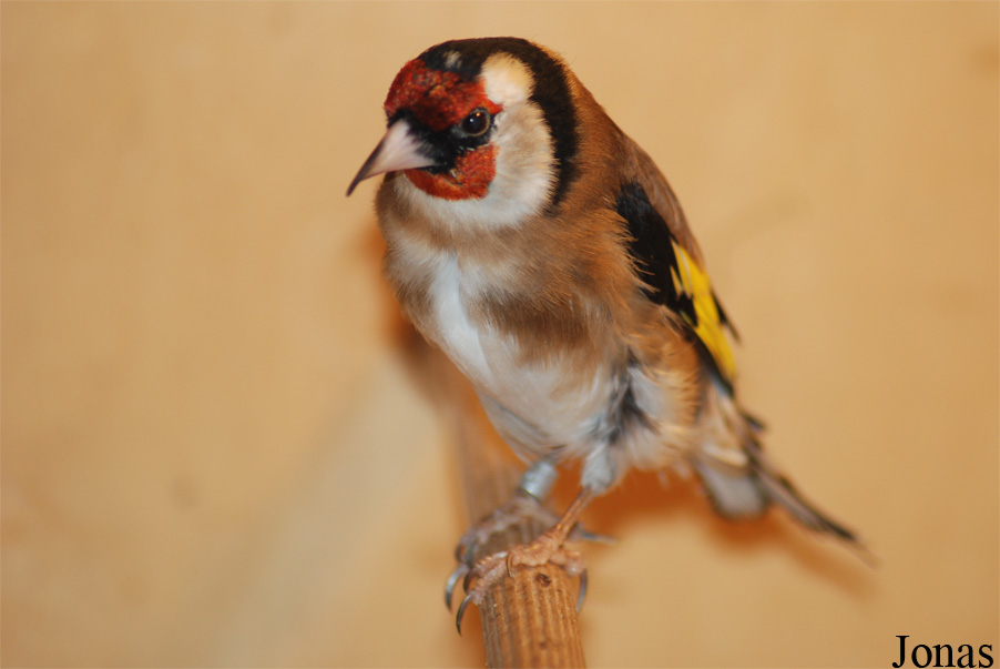 Carduelis carduelis