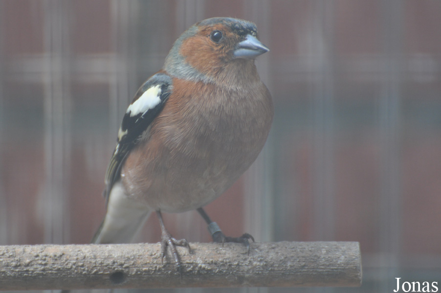 Fringilla coelebs