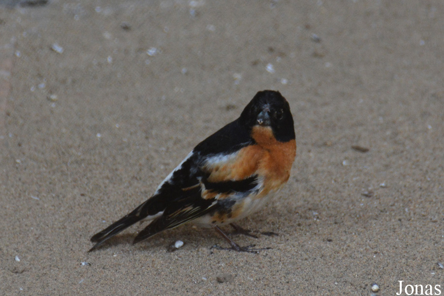 Fringilla montifringilla
