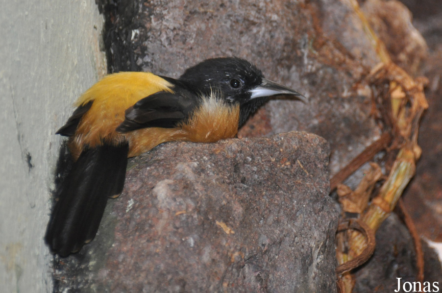 Icterus oberi