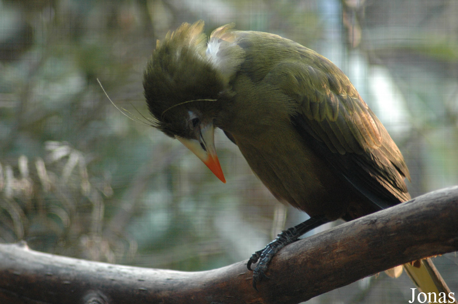 Psarocolius viridis