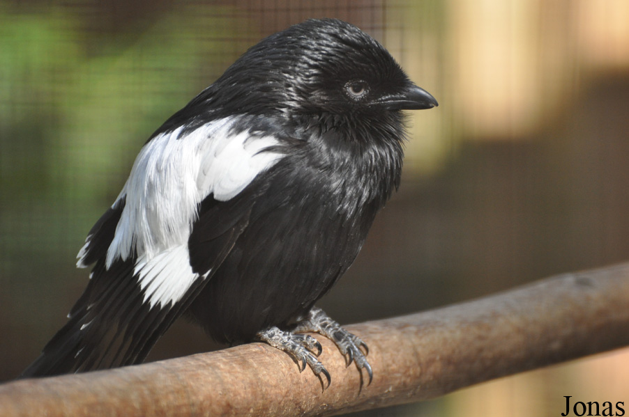 Lanius melanoleucus