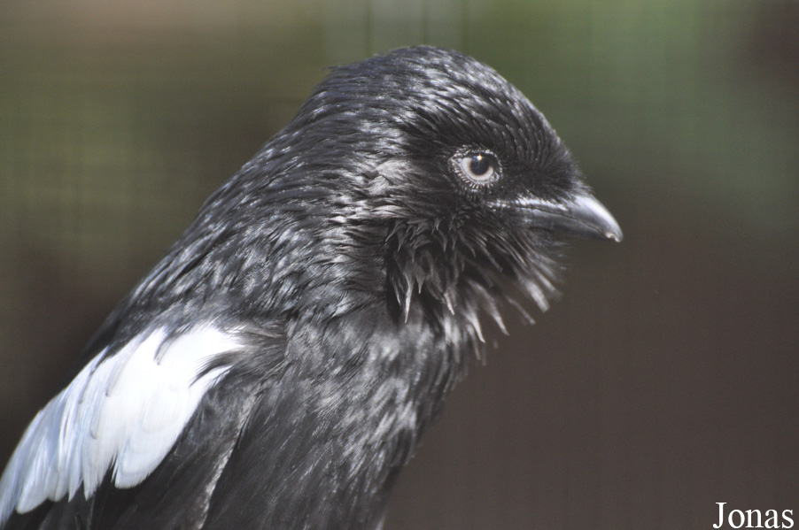 Lanius melanoleucus
