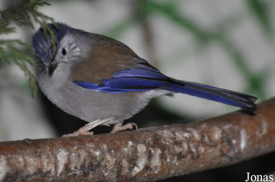 Actinodura cyanouroptera