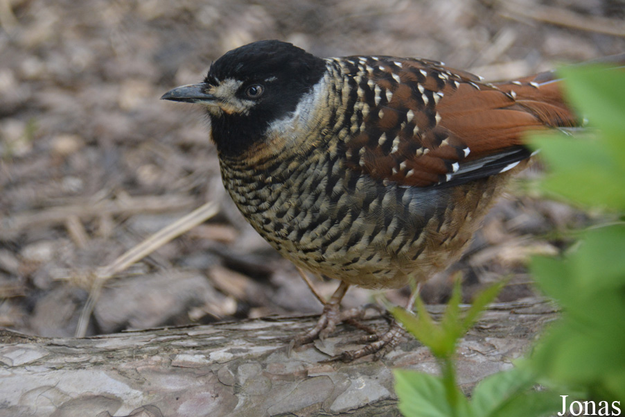 Ianthocincla ocellata