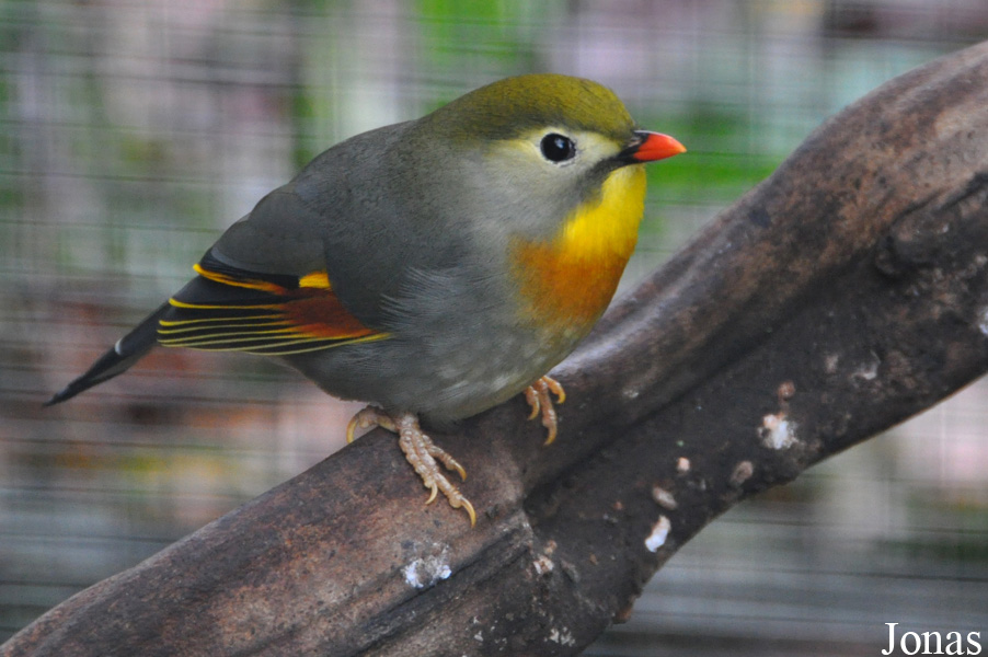 Leiothrix lutea