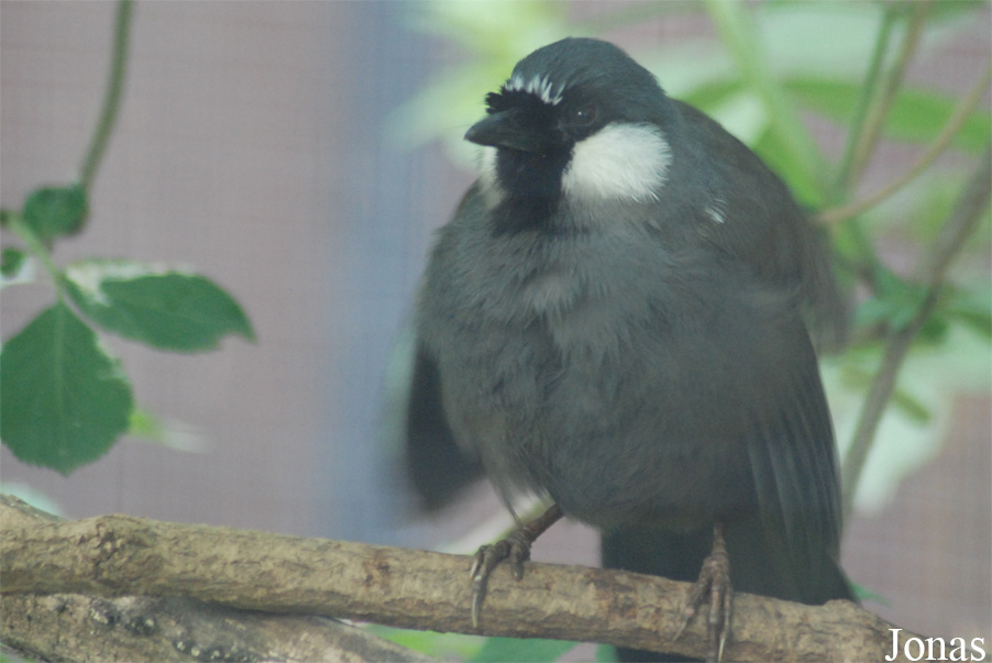 Pterorhinus chinensis