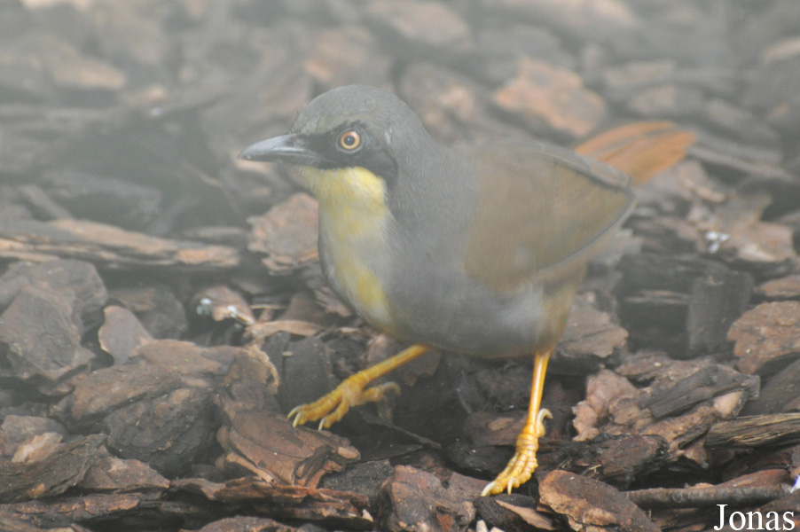 Pterorhinus gularis