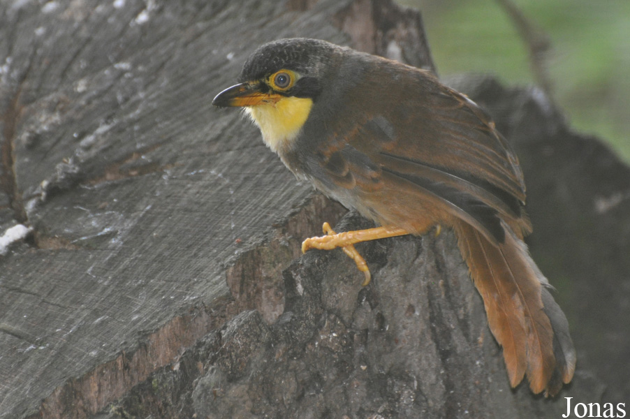 Pterorhinus gularis