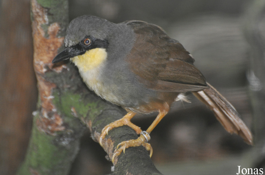 Pterorhinus gularis