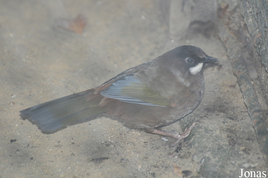 Trochalopteron affine