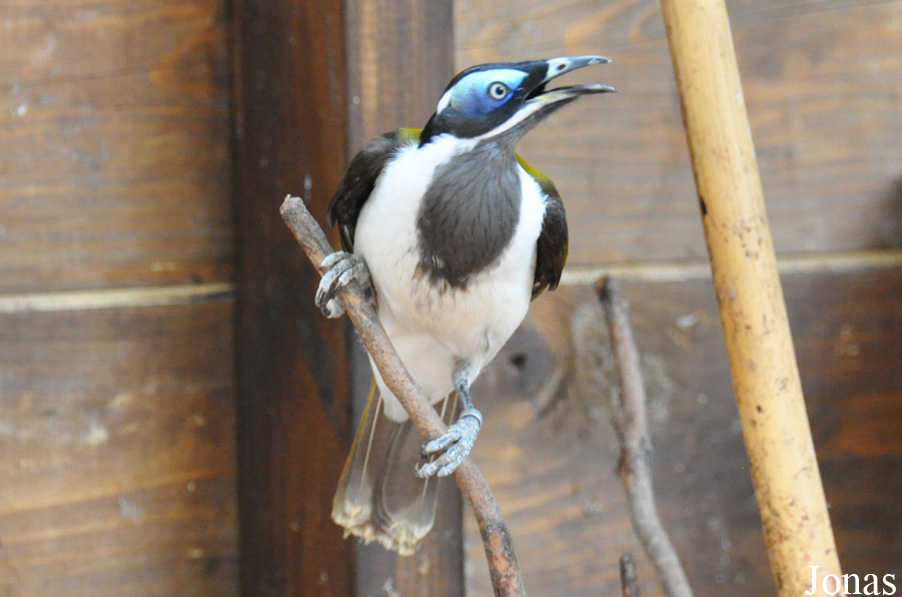 Entomyzon cyanotis