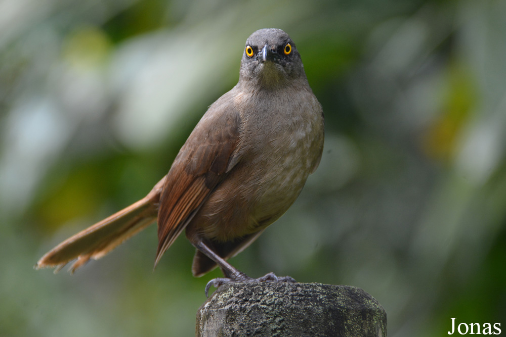 Cinclocerthia ruficauda tremula / Parc National de Guadeloupe / Visualiser dans la Galerie animalière