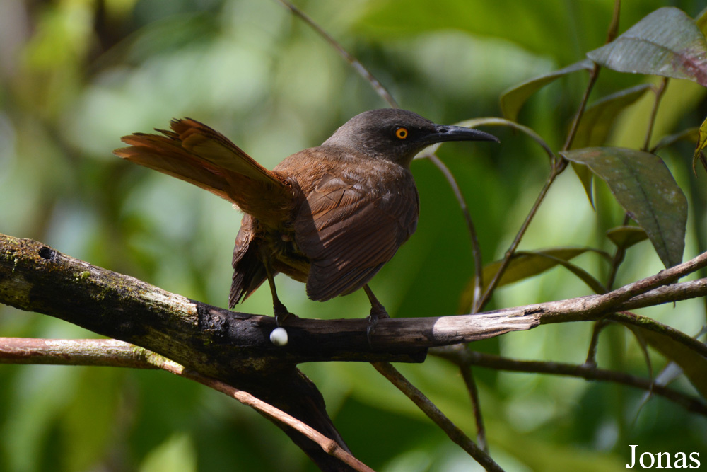 Cinclocerthia ruficauda tremula / Parc National de Guadeloupe / Visualiser dans la Galerie animalière