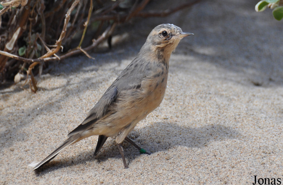 Anthus rubescens