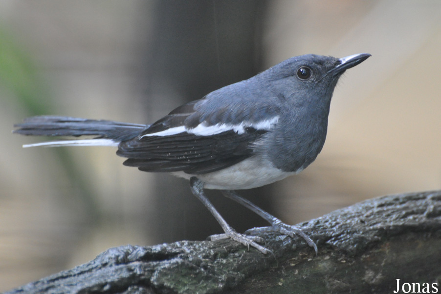 Copsychus saularis
