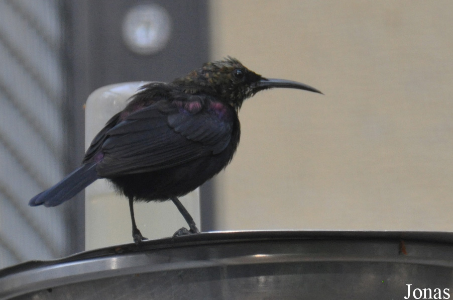 Cinnyris cupreus