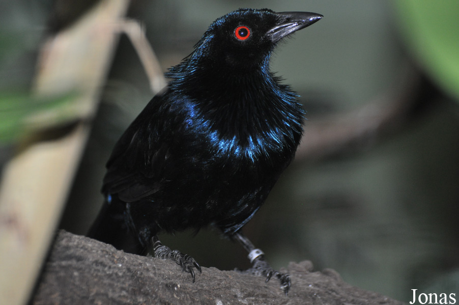 Phonygammus keraudrenii